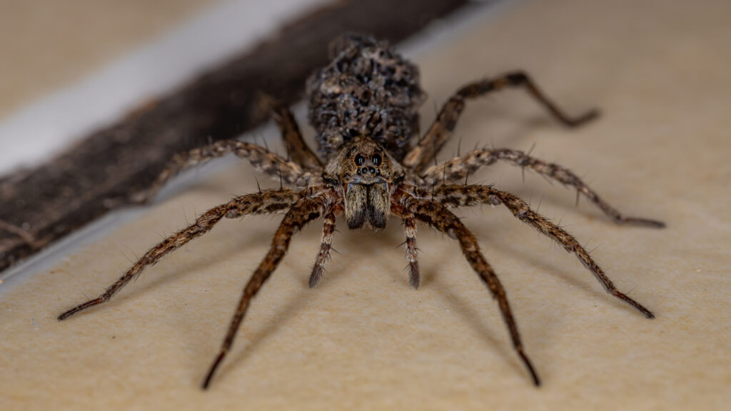 Wolf Spiders: Everything You Need to Know