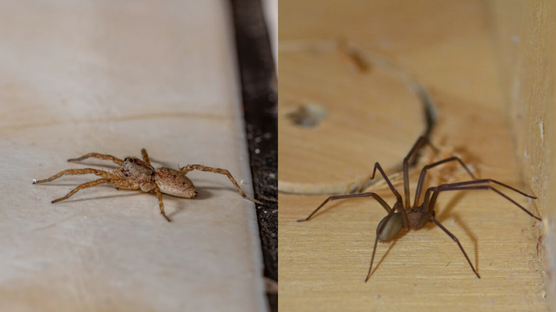 Do Wolf Spiders Eat Brown Recluse? Facts and Myths Debunked