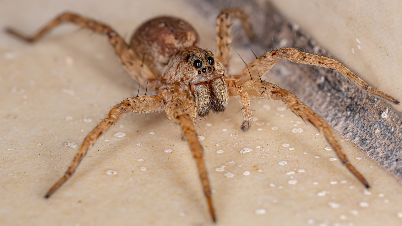 how to keep wolf spiders away