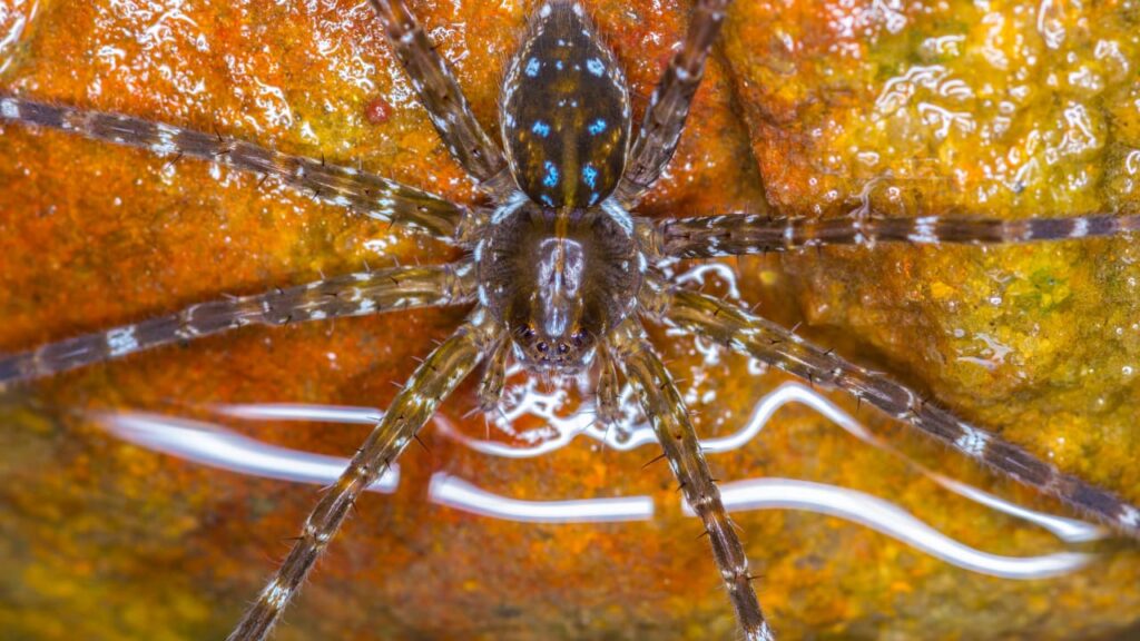 What Do Wolf Spiders Eat And How Do They Hunt   What Do Wolf Spiders Drink 1024x576 