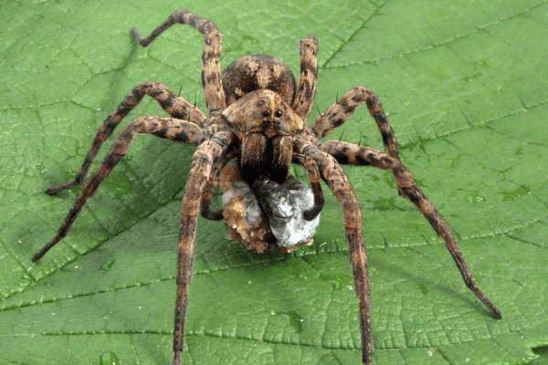 Describe appearance of wolf spiders