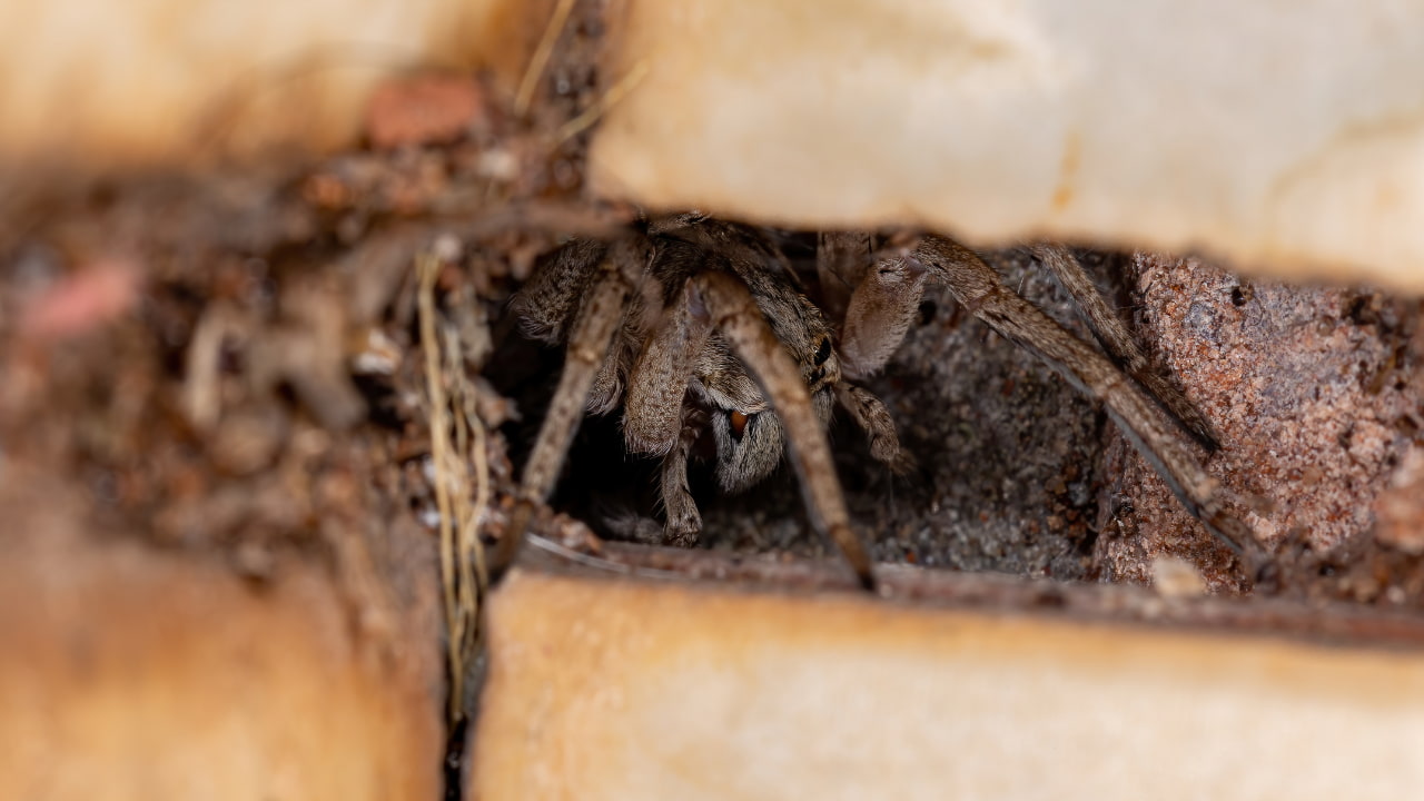how poisonous are wolf spiders