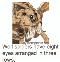 Wolf spiders have eight eyes in three rows