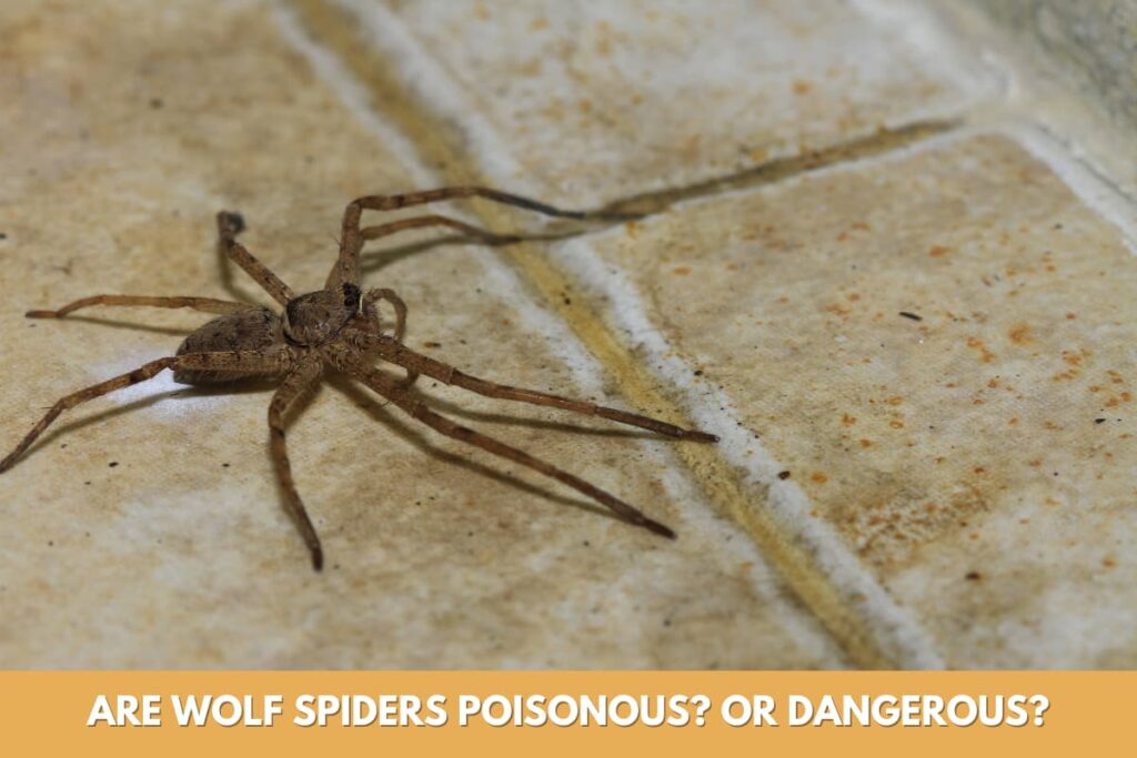 Are Wolf Spiders Poisonous? Or Dangerous To Humans?