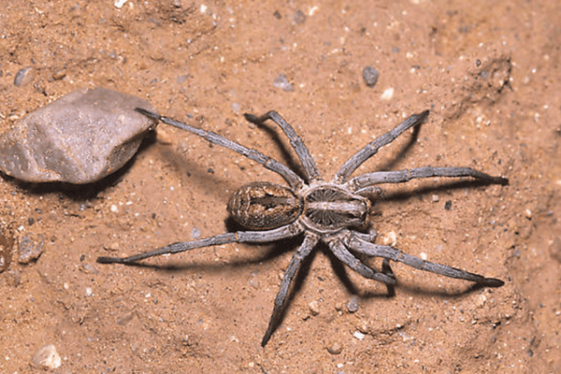 A Wolf Spider Size Comparison: The Big and the Small