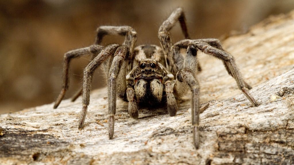 Are wolf spiders in Australia poisonous?