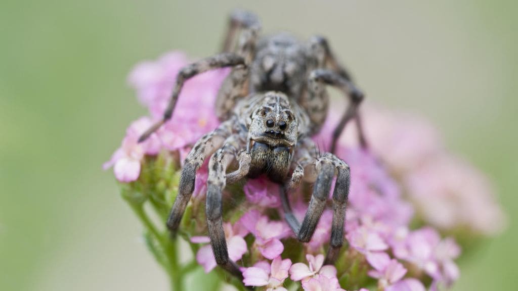 Do Wolf-Spiders can actually snort ? And why