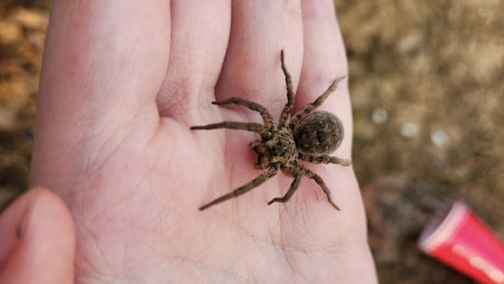 Does body lotion attract spiders?