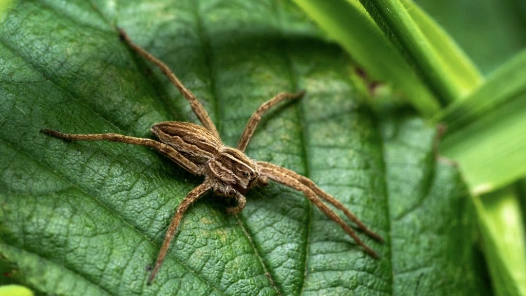 Are wolf spiders harmful to humans?