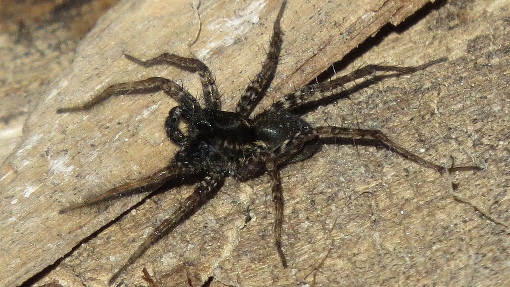 can-wolf-spiders-climb