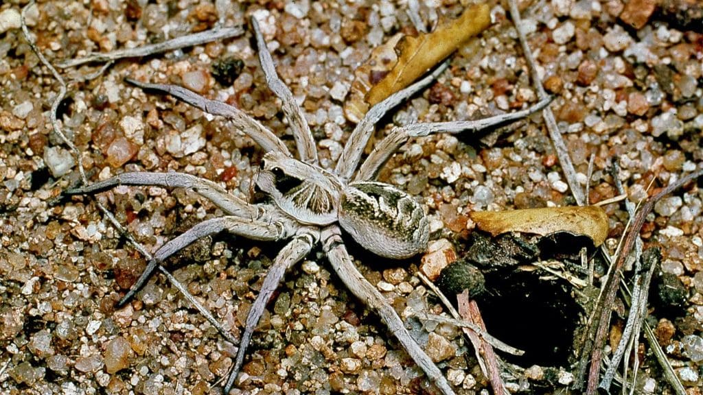 male vs female wolf spiders