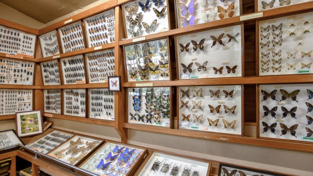 Museums for Insect Lovers