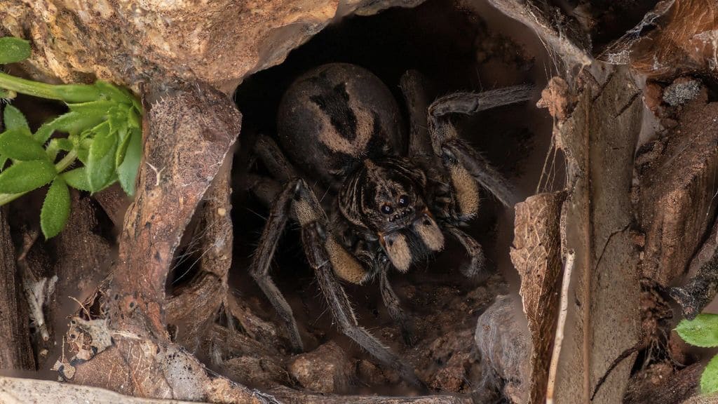 What eats wolf spiders?