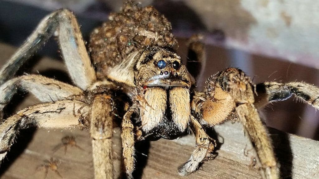 Why shouldn't you squish a wolf spider?