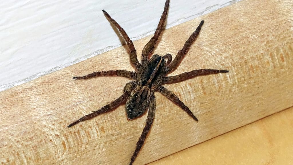 wolf spider vs brown recluse